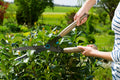 Cisaille à haies NatureCut Gardena