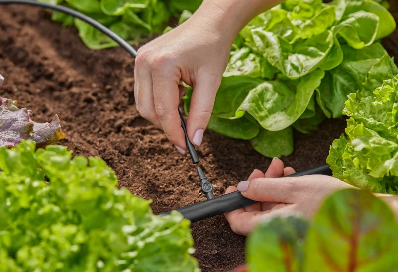 Tuyau goutte-à-goutte 4,6 mm prolongé dans un massif de plantes